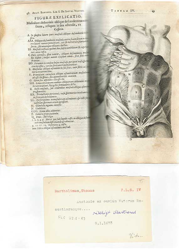 Barholinus, Th. Anatomi BILD