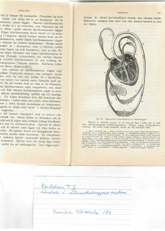 Hartelius, T.J. Anatomi BILD