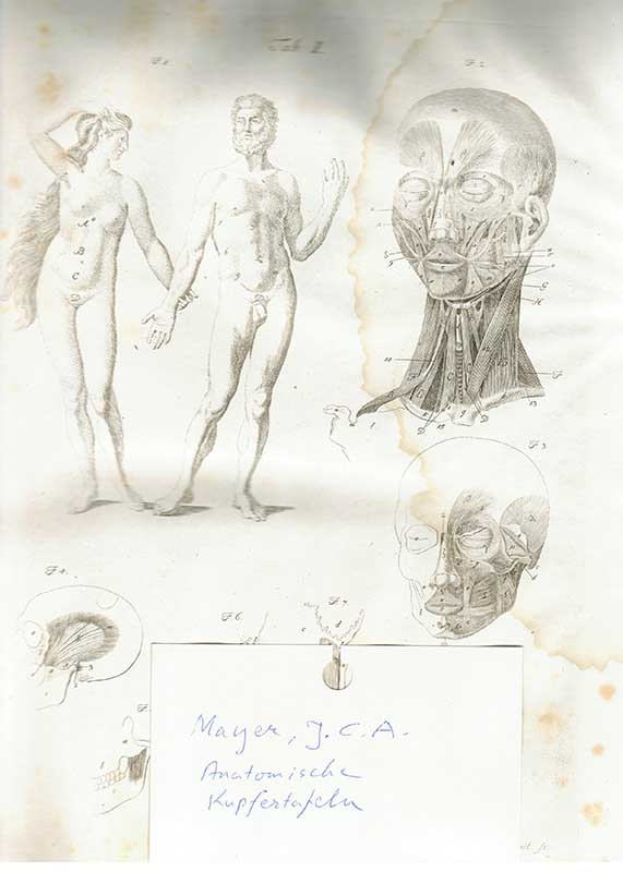 Mayer, J.C.A. Kopparstick 1783