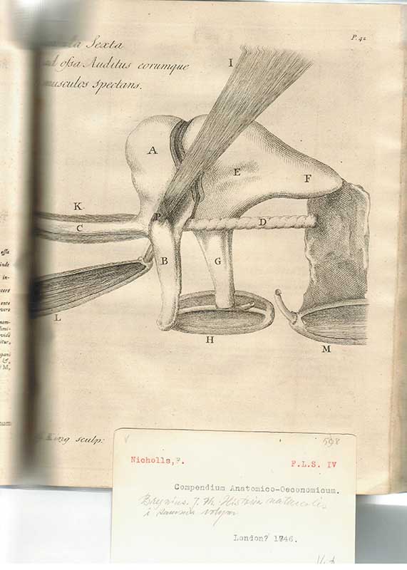 Nicholls, F.:Bild anatomi
