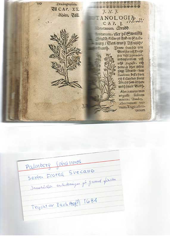 Palmberg, J. Botanik 1684