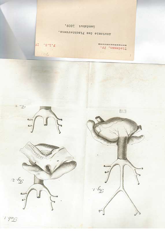 Tiedemann, r. Anatomi  BILD