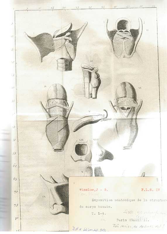 Winslow, J.B. Anatomi BILD III